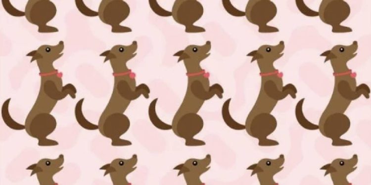 10 saniyede farklı olanı bulanın zekası çok konuşulacak: Köpeklerden hangisi farklı? Detaycı olanlar köpeği hemen fark ediyor!