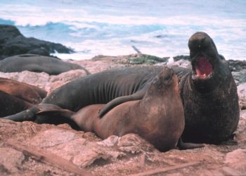 Araştırma: ‘Çok eşlilikte aşırıya kaçmak’ deniz fillerine erken ölüm getiriyor. Yaklaşık. 100 partner değiştiriyorlar