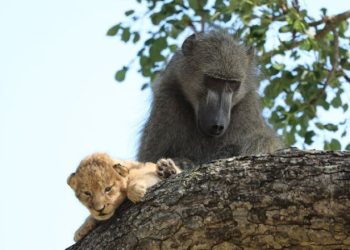 Aslan Kral’daki Rafiki- Simba sahnesi gerçek oldu: Bir babun, bir yavru aslanı kurtardı