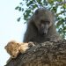 Aslan Kral’daki Rafiki- Simba sahnesi gerçek oldu: Bir babun, bir yavru aslanı kurtardı