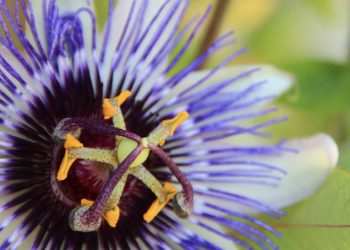 Çarkıfelek bitkisini duydunuz mu? Çarkıfelek bitkisi nedir? Çarkıfeleğin faydaları neler? Çarkıfelek hangi hastalığa iyi gelir?