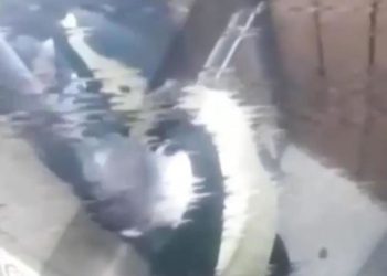 Damacanaya idrarını yapan sucu savcılıkta ifade verdi