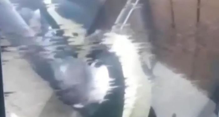 Damacanaya idrarını yapan sucu savcılıkta ifade verdi