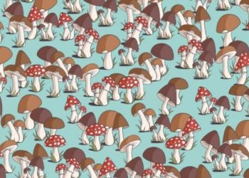 Fareyi bul, yüksek IQ seviyenle ortamlarda havanı at: Mantarlar arasındaki fareyi 11 saniyede bulabilir misin?