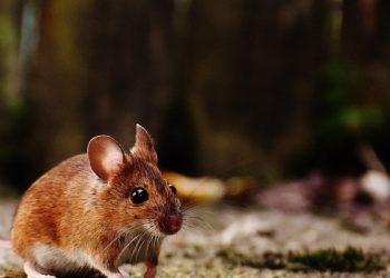 Geyik hücreleri yerleştirilen farelerde boynuz çıktı