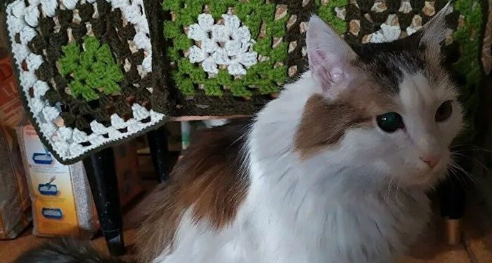 Kedi, uykuda olan sahibini ısırarak yangından kurtardı