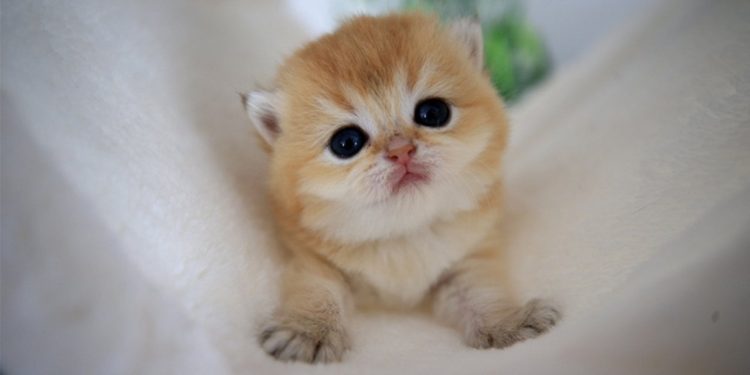 Kedim beni seviyor mu? Kedilerin sizi sevdiğini nasıl anlarsınız? İşte kedinizin sizi sevdiğini gösteren 7 davranışı