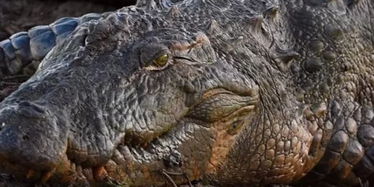 Koca bir bölgede herkes evlerinde diken üstündeydi… Herkes 400 kiloluk dev canavardan korkuyordu… İşte yakalanma anları