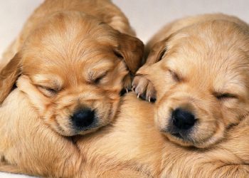 Köpeklerimiz neden çok uyuyor?