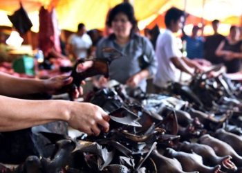 Koronavirüs salgını Endonezya’da yarasa eti satışlarını etkilemedi