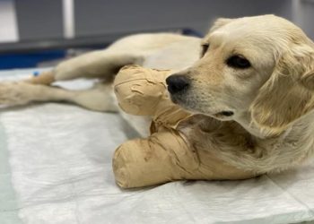 ”Patilerinin kesilen bedelinin 181 lira olduğunu Pamuk’a kim açıklamak ister?”