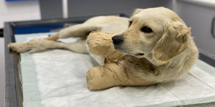 ”Patilerinin kesilen bedelinin 181 lira olduğunu Pamuk’a kim açıklamak ister?”