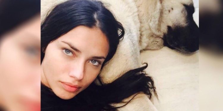 Sivas’tan Adriana Lima’ya teklif: Üçüncü köpeği hediye gönderebiliriz