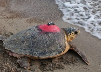 ‘Tuba’ tam bir fenomen: Rotası rekor izlendi