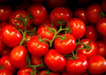 Türk ihracatçılar şikayetçi: İdlib gerginliği Rusya’ya domates sevkiyatını vurdu