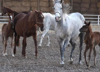 Türkiye’den Katar’a saf kan Arap atı spermi satışı