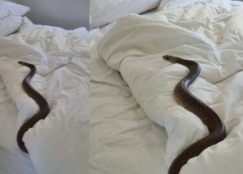 Yataktaki “canavar” korku saldı. Yılan endişesi nedeniyle uykusuz geceler kapıda. İşte kabusun ayrıntıları…