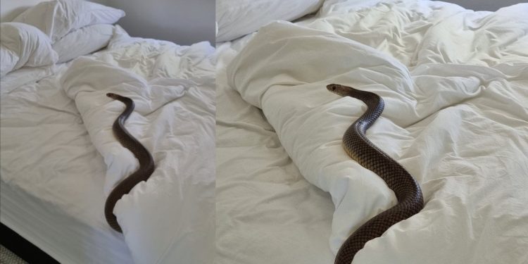 Yataktaki “canavar” korku saldı. Yılan endişesi nedeniyle uykusuz geceler kapıda. İşte kabusun ayrıntıları…
