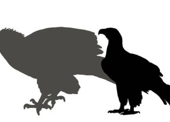 Yeni keşfedildi, bir hobbiti taşıyabilecek boyuttaymış