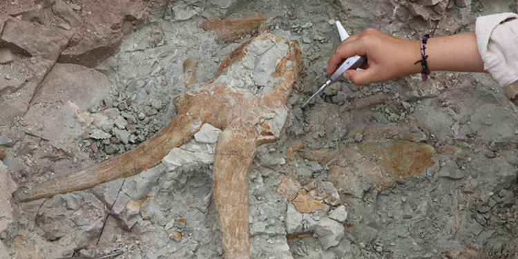 Çankırı’da 8.5 milyon yıl öncesine ait fosiller bulundu: Hipparion türüne ait kalıntılar bile var