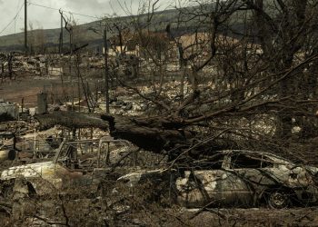 Hawaii’deki yangında ölü sayısı 106’ya yükseldi: 3 binden fazla evcil hayvan da kayıp