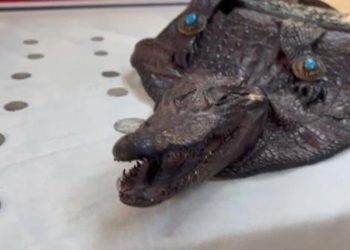 Tarihi eser operasyonunda timsah başı yakalandı