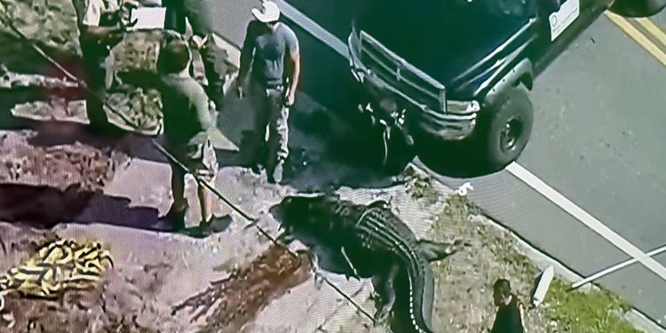 4 metrelik timsahın ağzında ceset bulundu