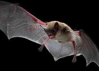 Kanser tedavisinde yarasa dönemi: İlk adım atıldı