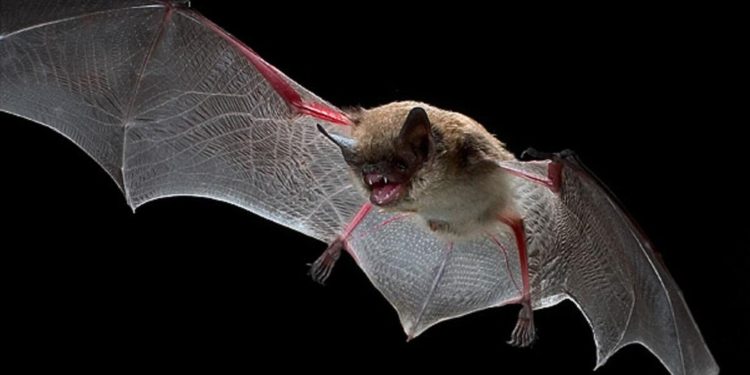 Kanser tedavisinde yarasa dönemi: İlk adım atıldı