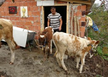 Beslediği danalara huylarına göre İsrail, Fransa, Yunanistan ve ABD devlet adamlarının adını verdi