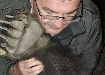 Tır çarpması sonucu ölen ayıya sarıldı: ‘Aklın, güzelliğin, zekanın simgesinin ölmesine çok üzüldüm’