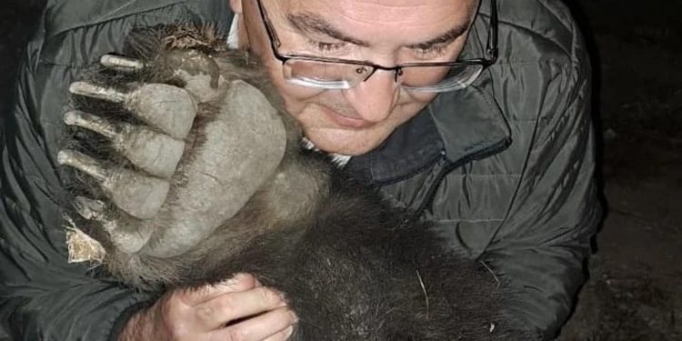 Tır çarpması sonucu ölen ayıya sarıldı: ‘Aklın, güzelliğin, zekanın simgesinin ölmesine çok üzüldüm’