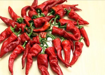 Dünyanın en acı biberini yetiştirerek rekor kıran adam anlattı: Yendiğinde neler yaşanıyor?