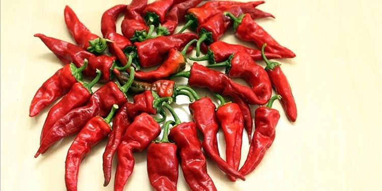 Dünyanın en acı biberini yetiştirerek rekor kıran adam anlattı: Yendiğinde neler yaşanıyor?