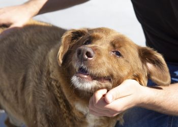 Dünyanın en yaşlı köpeği Bobi hayatını kaybetti: Öldüğü yaşla da rekora imza attı