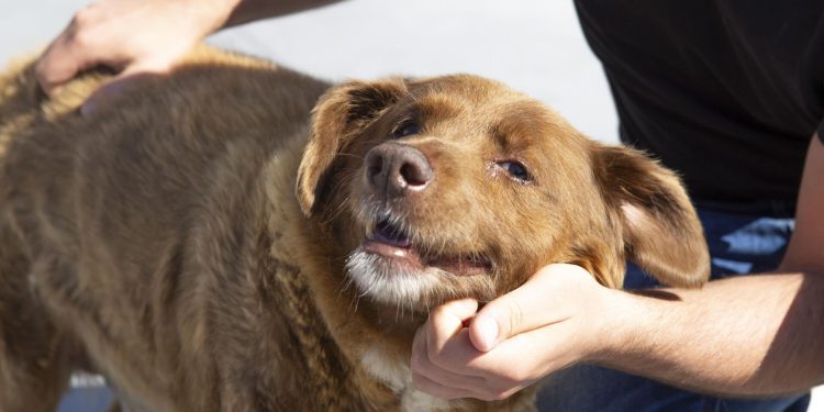 Dünyanın en yaşlı köpeği Bobi hayatını kaybetti: Öldüğü yaşla da rekora imza attı