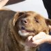 Dünyanın en yaşlı köpeği Bobi hayatını kaybetti: Öldüğü yaşla da rekora imza attı