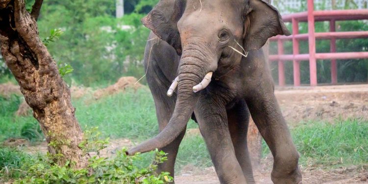 Küçük köpekten korkan fil, kalp krizi geçirerek hayatını kaybetti