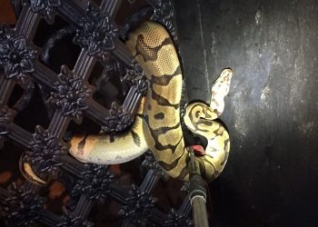 Antalya’da bahçe kapısına piton dolandı