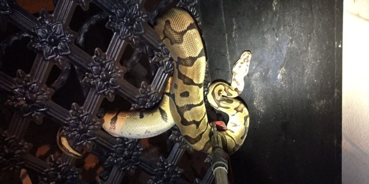 Antalya’da bahçe kapısına piton dolandı